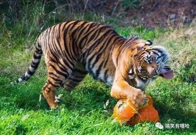 探索创建“大三亚与南海国际旅游圈”旅游景区发展战略研究|太阳成集团tyc7111cc(图2) 太阳成集团tyc7111cc