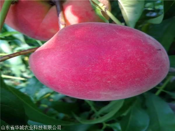 太阳成集团tyc7111cc|论中国家族企业的发展路径(图2) 太阳成集团tyc7111cc