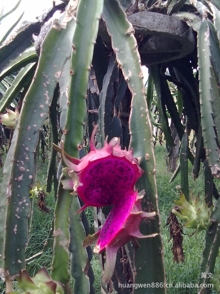 《云南省旅游市场秩序整治工作措施》将施行:太阳成集团tyc7111cc(图2) 太阳成集团tyc7111cc