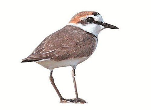 太阳成集团tyc7111cc-好戏连台,力促振兴——首届周家务戏曲文化节成功举办!(图2) 太阳成集团tyc7111cc