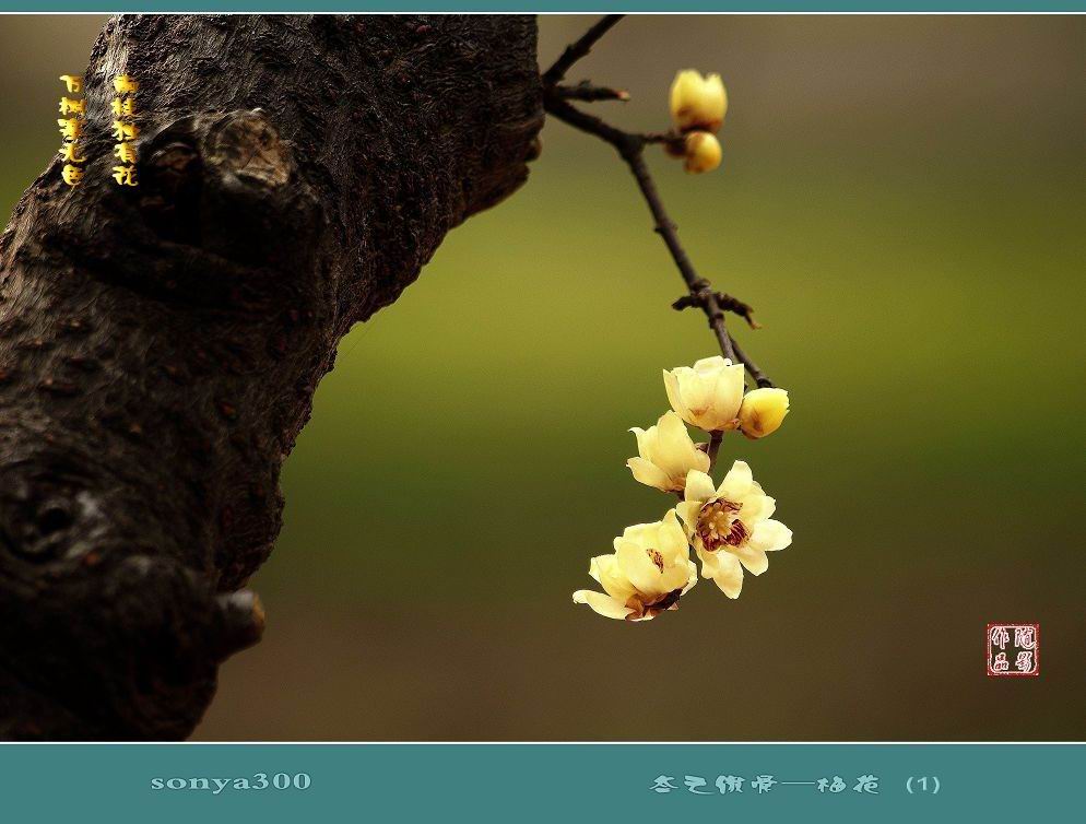 焦煤涨价态势蔓延:春节前山西焦煤货紧价扬|太阳成集团tyc7111cc(图1) 太阳成集团tyc7111cc