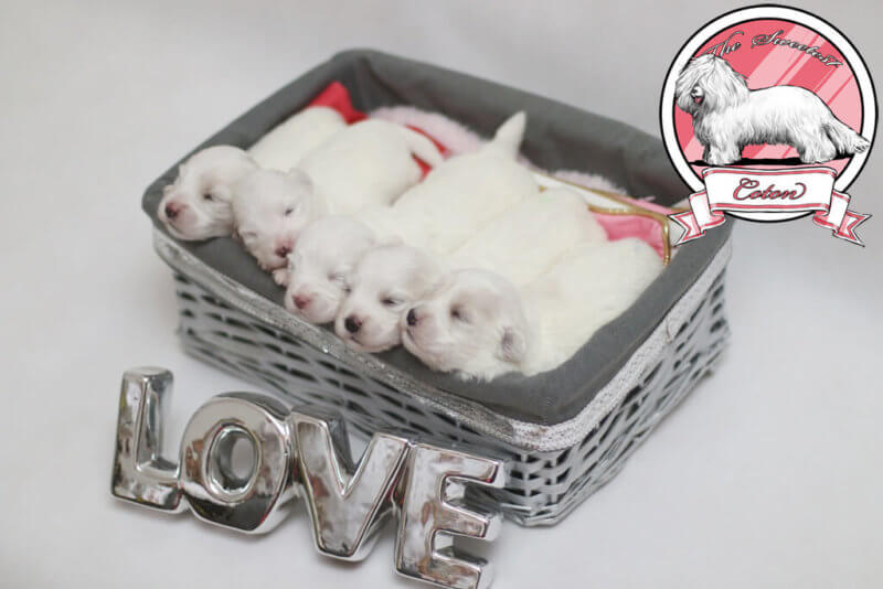 太阳成集团tyc7111cc