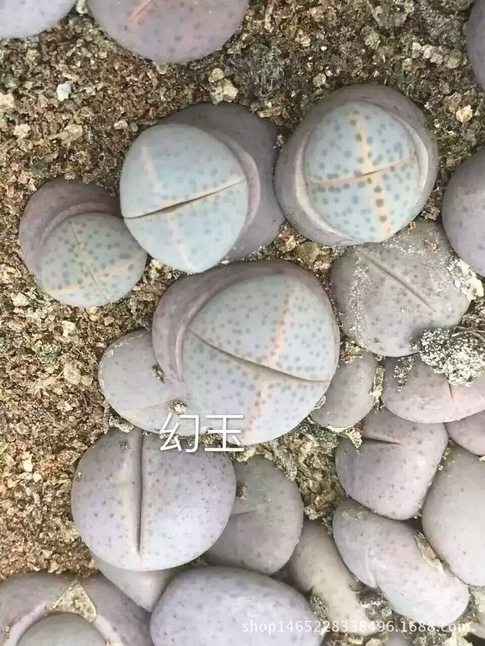 太阳成集团tyc7111cc