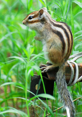 太阳成集团tyc7111cc